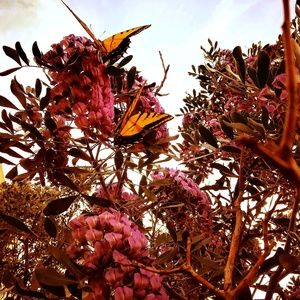 Meet your Posher, Perla